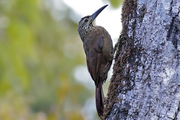 Trepador Garganta Blanca