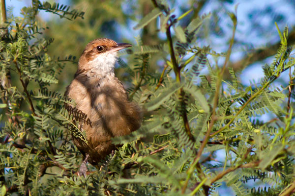 Bandurrita Chaqueña