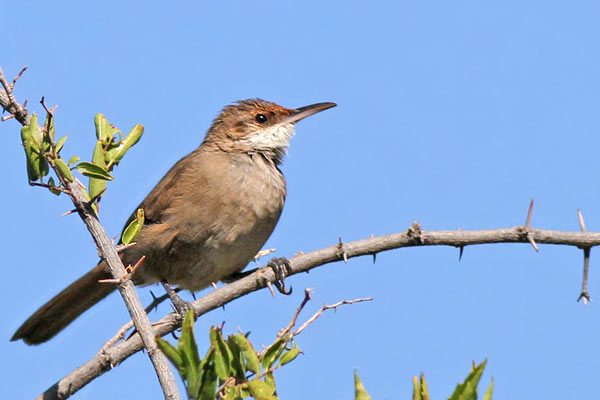Bandurrita Chaqueña