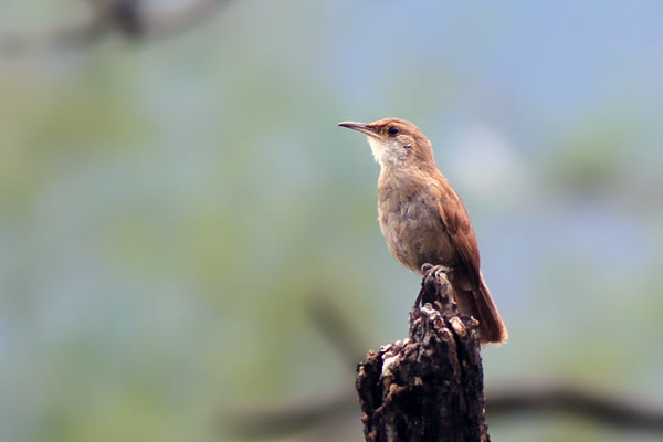 Bandurrita Chaqueña