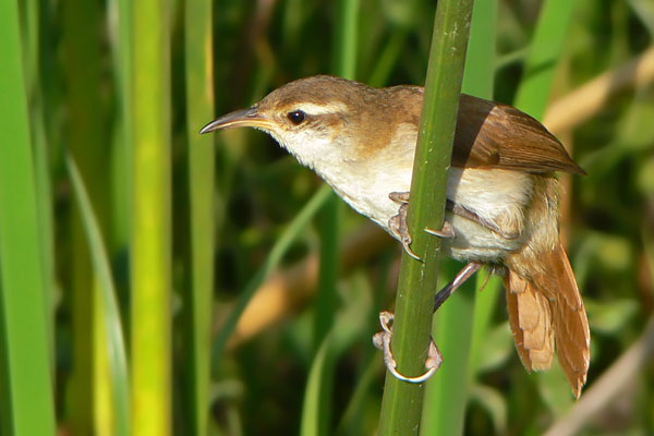 Pajonalera Pico Curvo
