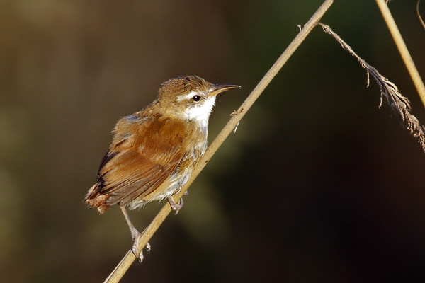 Pajonalera Pico Curvo