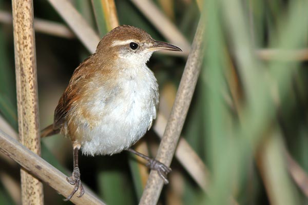 Pajonalera Pico Curvo