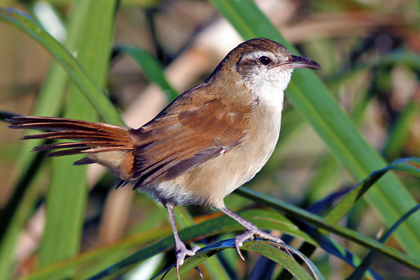 Pajonalera Pico Curvo