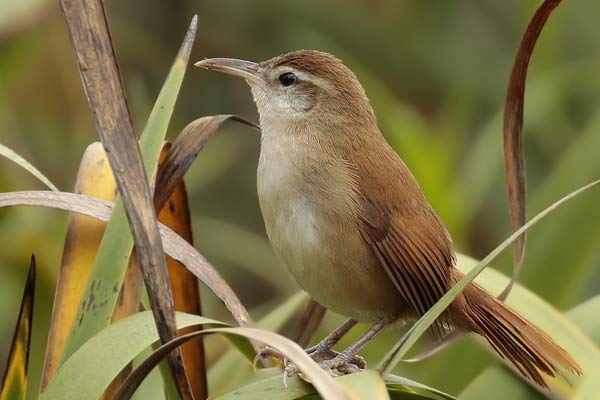 Pajonalera Pico Curvo