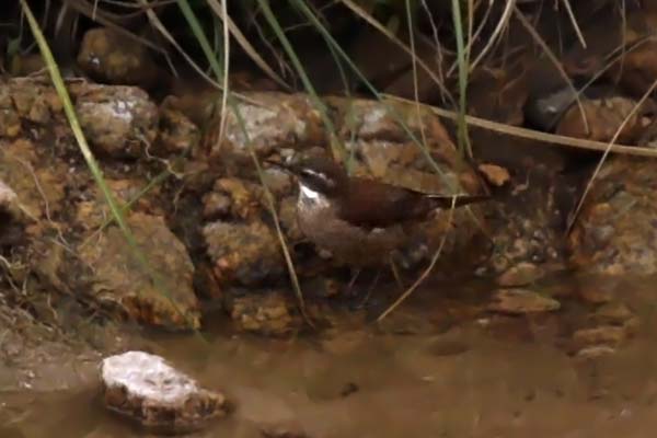 Remolinera Chocolate