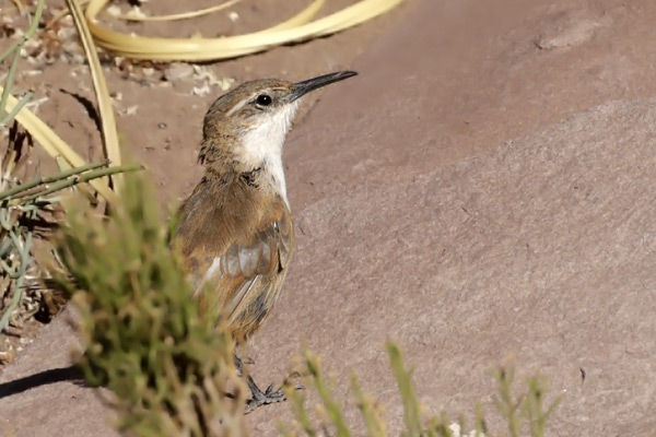 Bandurrita Pico Recto