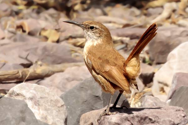 Bandurrita Pico Recto