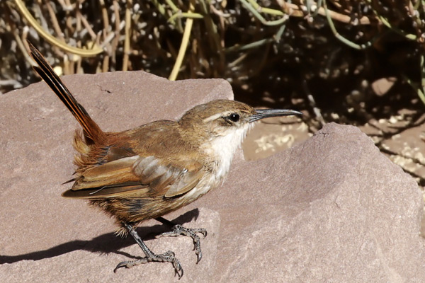 Bandurrita Pico Recto
