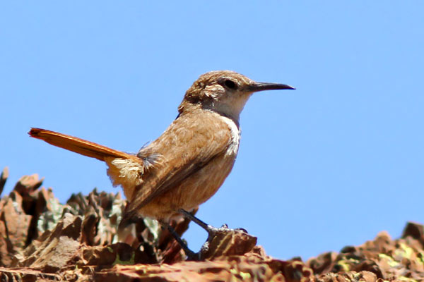 Bandurrita Pico Recto