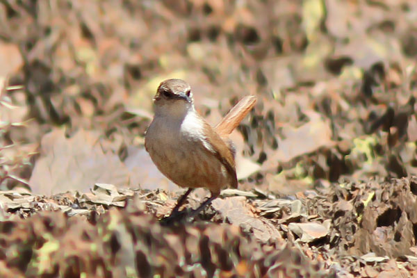 Bandurrita Pico Recto