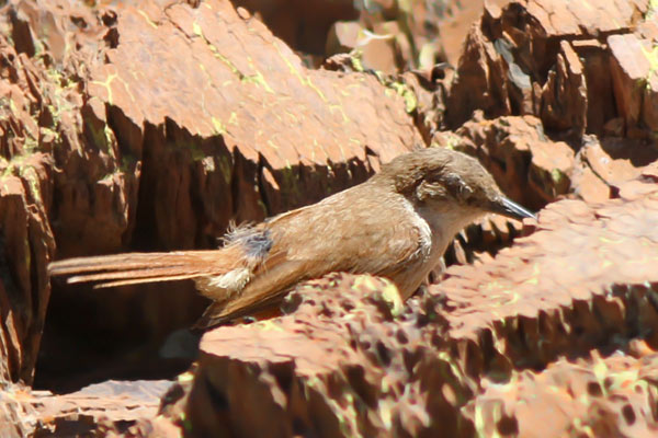 Bandurrita Pico Recto