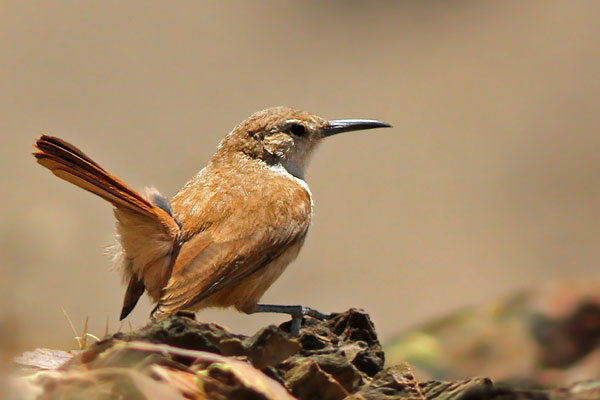 Bandurrita Pico Recto