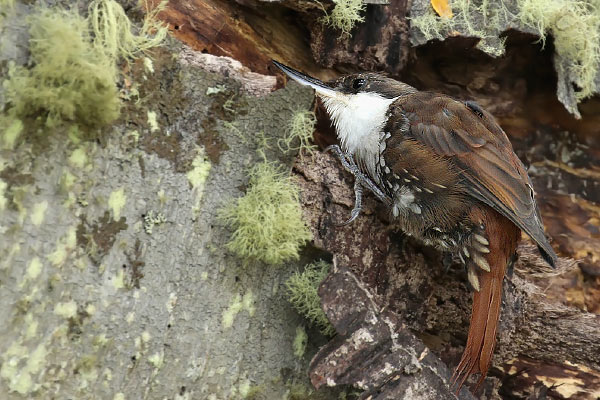 Picolezna Patagónico