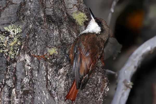 Picolezna Patagónico
