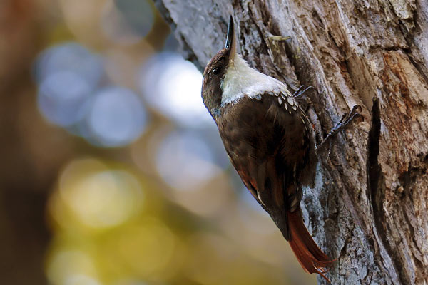 Picolezna Patagónico