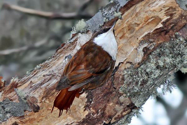 Picolezna Patagónico