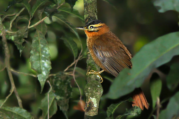 Ticotico Cabeza Negra