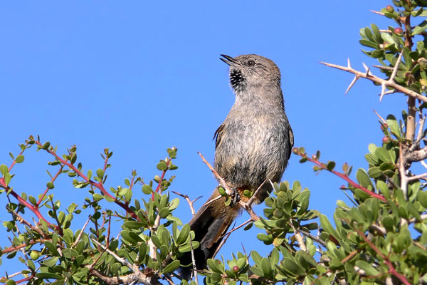 Canastero Patagónico