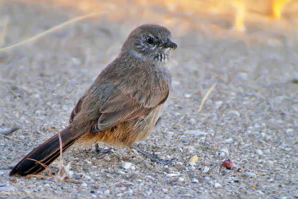 Canastero Patagónico