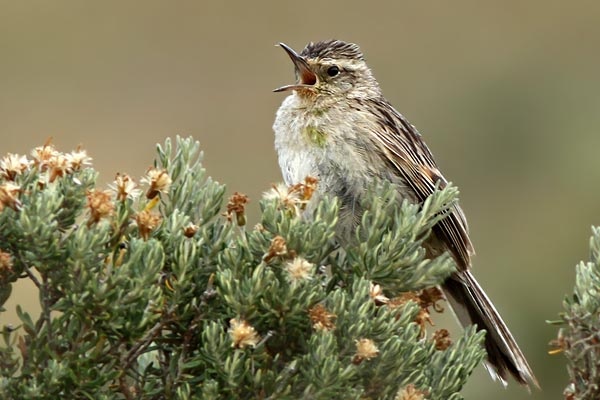 Espartillero Austral