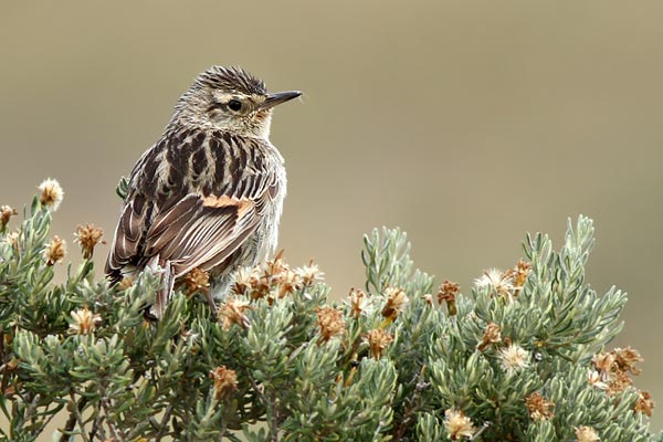 Espartillero Austral
