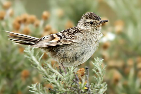 Espartillero Austral