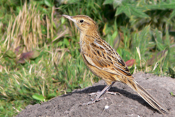 Espartillero Pampeano