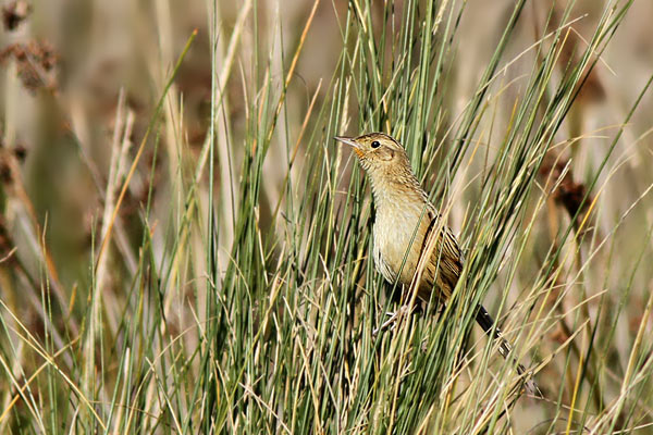 Espartillero Pampeano