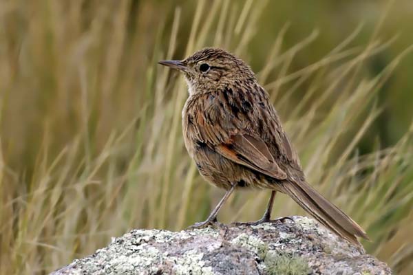 Espartillero Serrano