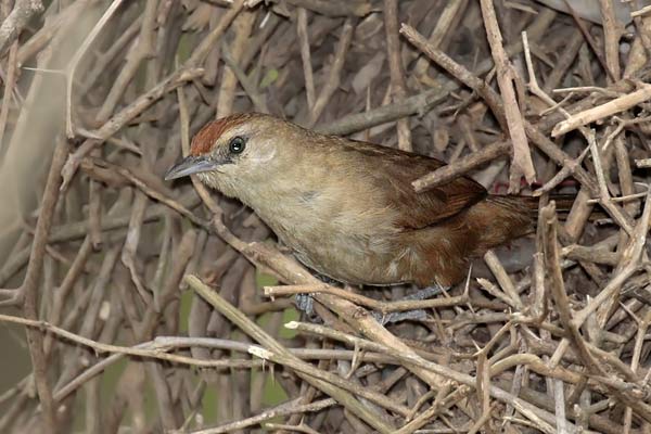 Espinero Frente Rojiza