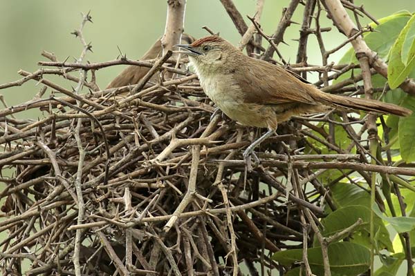 Espinero Frente Rojiza