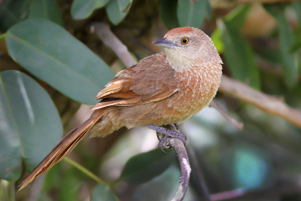 Espinero Pecho Manchado