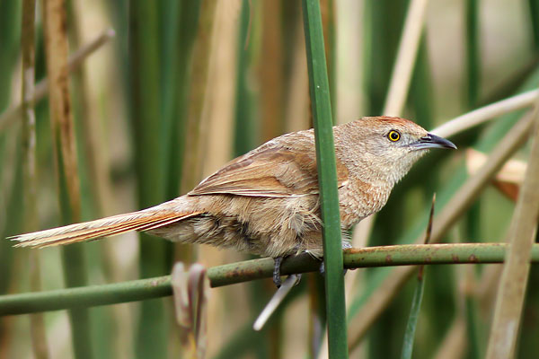 Espinero Pecho Manchado