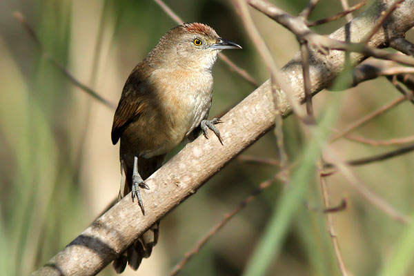 Espinero Pecho Manchado
