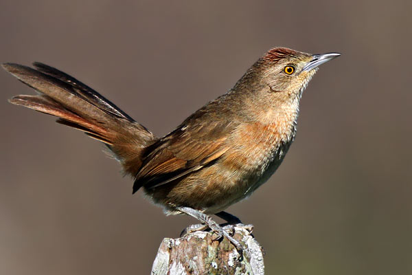 Espinero Pecho Manchado