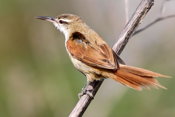 Pajonalera Pico Recto
