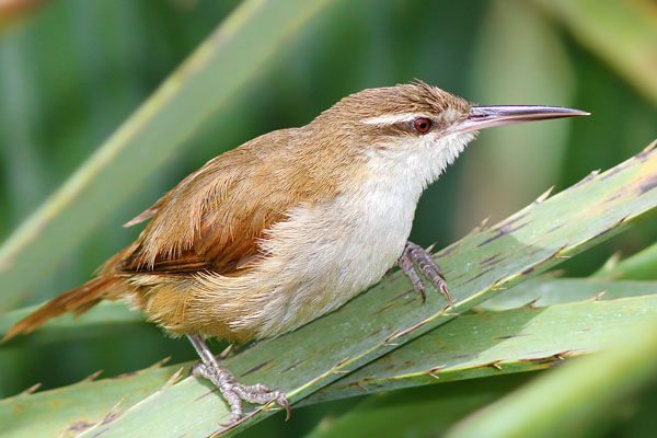 Pajonalera Pico Recto