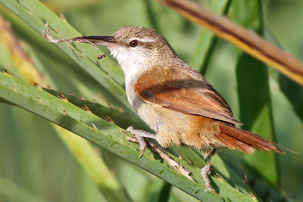 Pajonalera Pico Recto