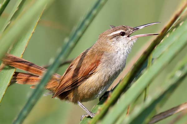 Pajonalera Pico Recto