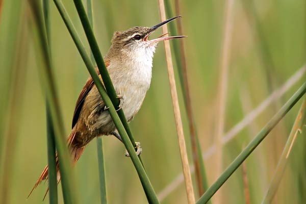 Pajonalera Pico Recto