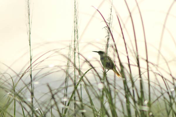 Pajonalera Pico Recto