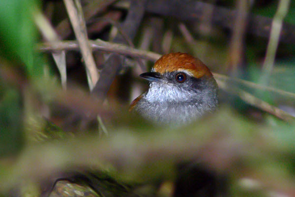 Pijuí Corona Rojiza