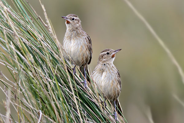 Espartillero Pampeano