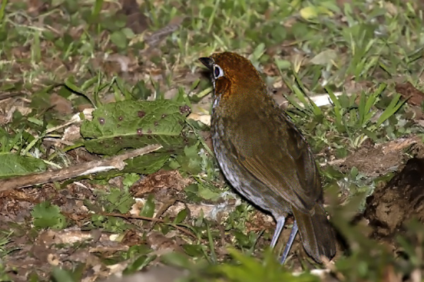Chululú Cabeza Rojiza