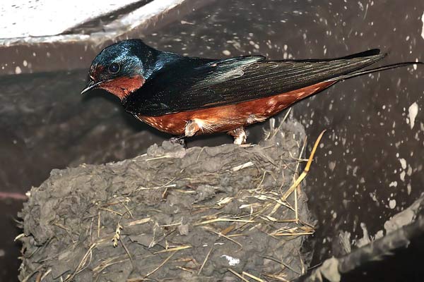 Golondrina Tijerita