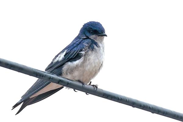 Golondrina Ala Blanca