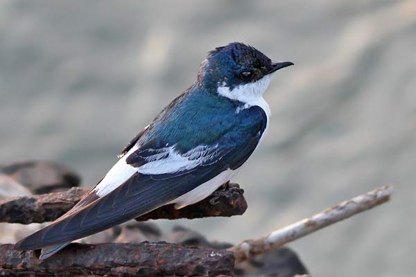 Golondrina Ala Blanca