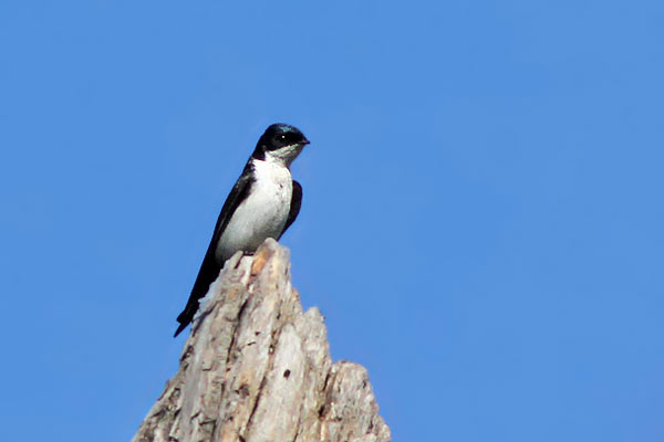 Golondrina Barranquera
