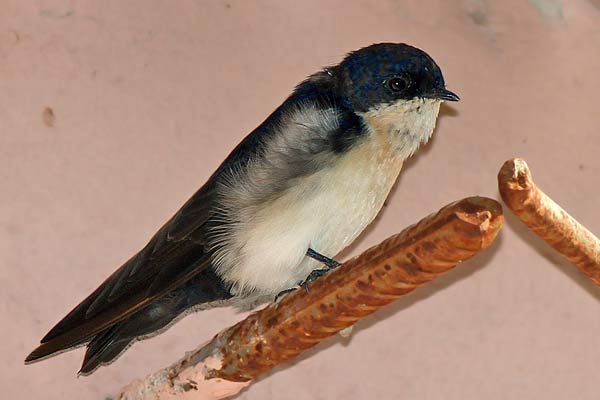 Golondrina Barranquera